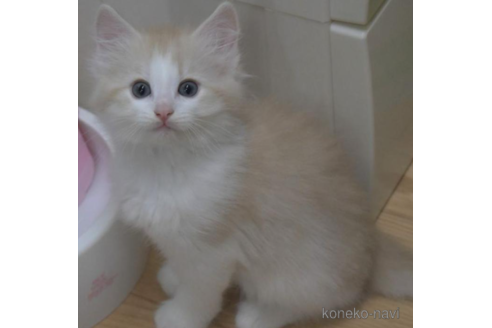 成約済の茨城県のノルウェージャンフォレストキャット-37643